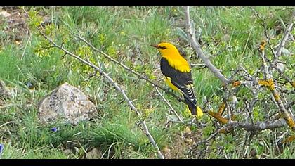Eurasian Golden Oriole