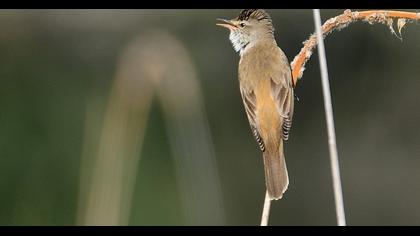 Büyük kamışçın
