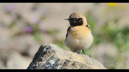 Black-eared Wheatear