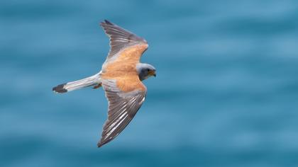 Lesser Kestrel