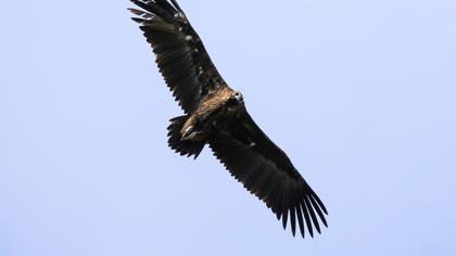 Cinereous Vulture