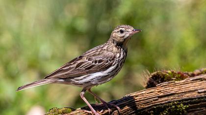 Tree Pipit