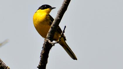 Western Yellow Wagtail