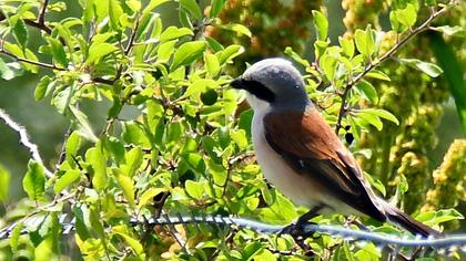 Red-backed Shrike
