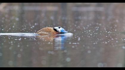 White-headed Duck
