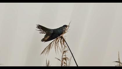 Common Cuckoo