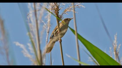 Savi`s Warbler