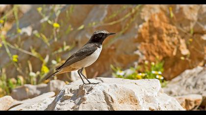 Red-tailed Wheatear