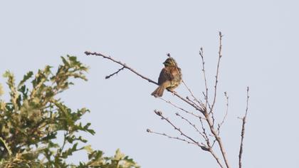 Cirl Bunting
