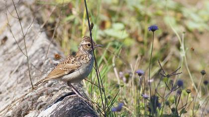 Woodlark