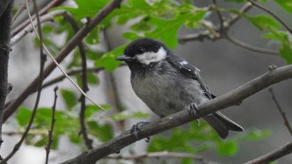 Coal Tit