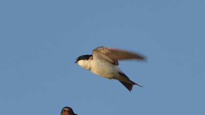 Common House Martin