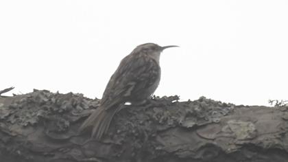 Short-toed Treecreeper