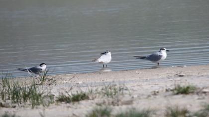 Gull-billed Tern