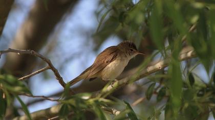 Eastern Olivaceous Warbler
