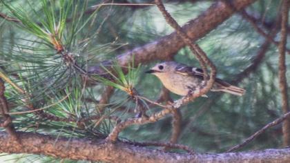 Goldcrest