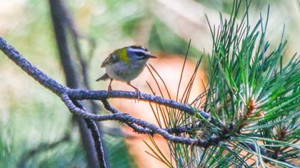 Common Firecrest