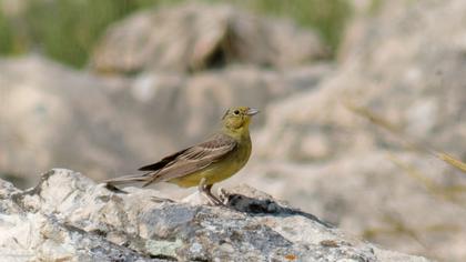 Cinereous Bunting
