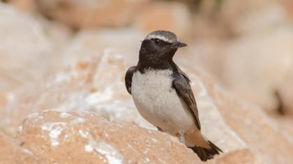 Red-tailed Wheatear