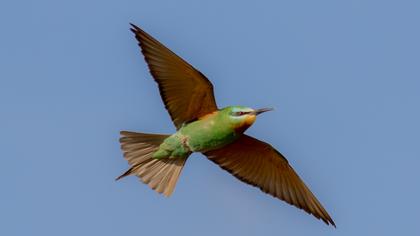 Blue-cheeked Bee-eater