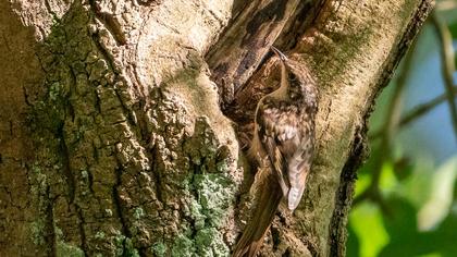 Short-toed Treecreeper