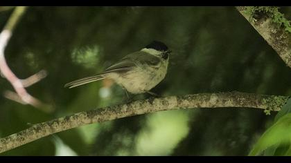 Kayın baştankarası