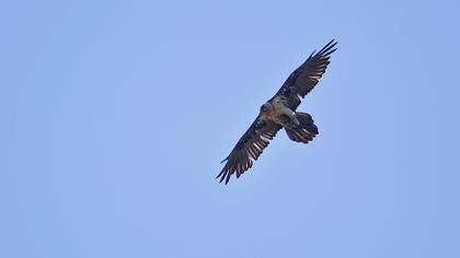 Bearded Vulture