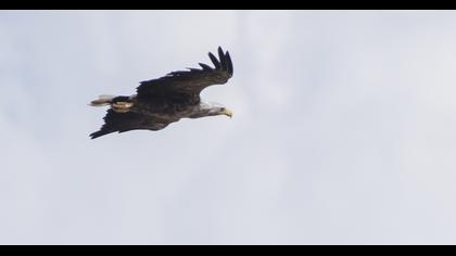 White-tailed Eagle