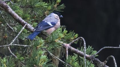 Eurasian Bullfinch