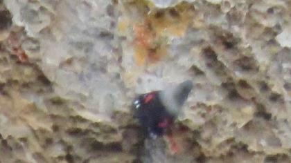 Wallcreeper