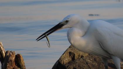 Little Egret