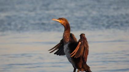 Great Cormorant