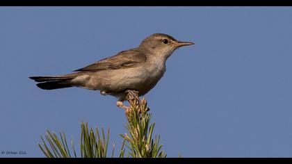 Upcher`s Warbler