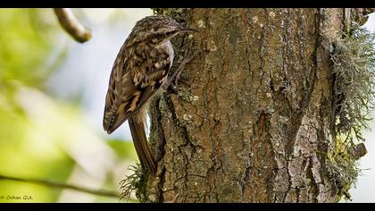 Short-toed Treecreeper