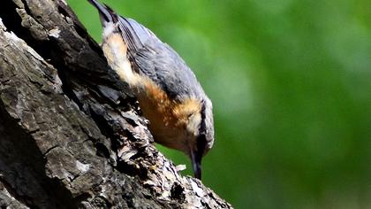 Eurasian Nuthatch