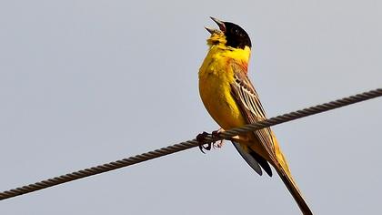 Black-headed Bunting