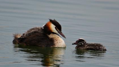 Great Crested Grebe