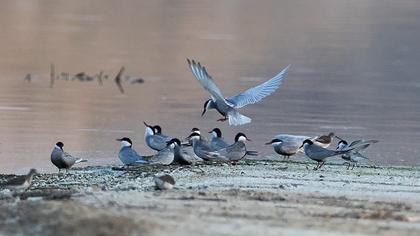 Whiskered Tern