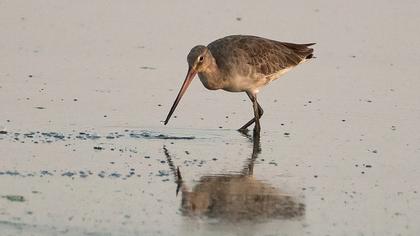 Black-tailed Godwit