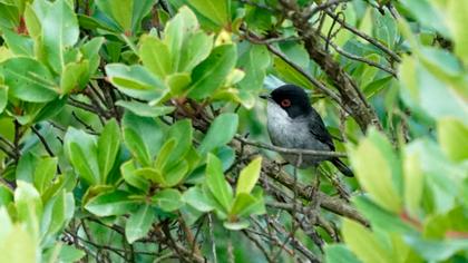 Sardinian Warbler