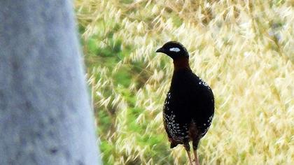 Black Francolin