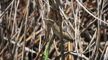 Little Bittern