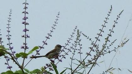 Delicate prinia