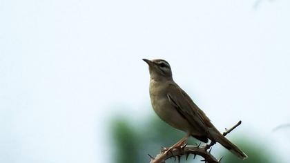 Rufous-tailed Scrub Robin