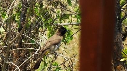 White-spectacled Bulbul