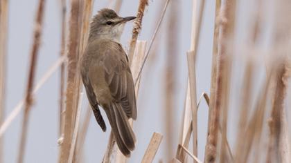 Great Reed Warbler