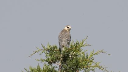 Black-winged Kite