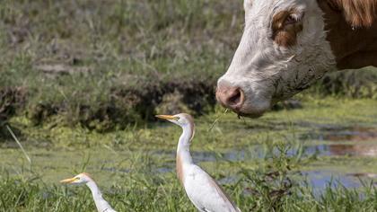 Western Cattle Egret