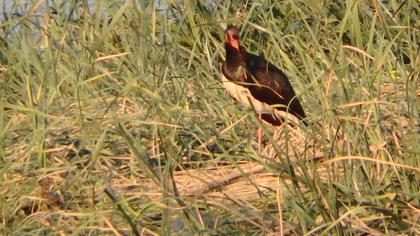 Black Stork