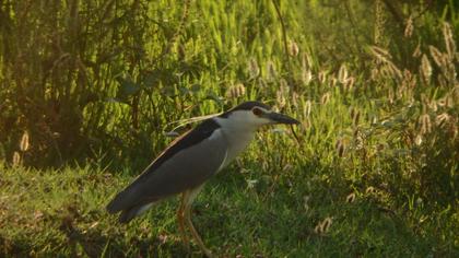 Black-crowned Night Heron